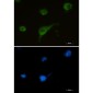 Syntrophin alpha 1 Rabbit mAb ABZ2176
