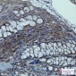 Syntrophin alpha 1 Rabbit mAb ABZ2176