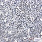 Ikaros Rabbit mAb ABZ2177