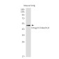 ILK Rabbit mAb ABZ2178