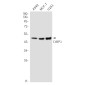 CTBP1 Rabbit mAb ABZ2179