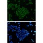 SKP2 Rabbit mAb ABZ2182