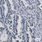 KAP1 Rabbit mAb ABZ2183