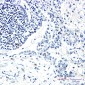 STK3/MST-2 Rabbit mAb ABZ2185