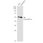 STK3/MST-2 Rabbit mAb ABZ2185