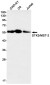STK3/MST-2 Rabbit mAb ABZ2185