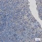 PAK2 Rabbit mAb ABZ2186