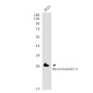 Peroxiredoxin 4 Rabbit mAb ABZ2188