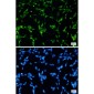 TDP43 Rabbit mAb ABZ2192