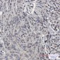 TDP43 Rabbit mAb ABZ2192