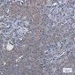 LXR alpha Rabbit mAb ABZ2193