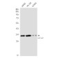 MTAP Rabbit mAb ABZ2195