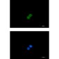 MSP/MST1 Rabbit mAb ABZ2198
