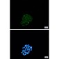 BNIP3 Rabbit mAb ABZ2199