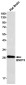BNIP3 Rabbit mAb ABZ2199
