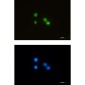 ILF3 Rabbit mAb ABZ2204