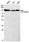 ILF3 Rabbit mAb ABZ2204
