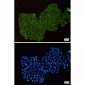 DPD Rabbit mAb ABZ2205