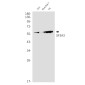 SF3A3 Rabbit mAb ABZ2206
