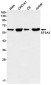 SF3A3 Rabbit mAb ABZ2206