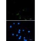 GRSF1 Rabbit mAb ABZ2208