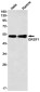 GRSF1 Rabbit mAb ABZ2208