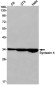 Syntaxin 4 Rabbit mAb ABZ2209