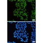 SNF5/SMARCB1 Rabbit mAb ABZ2210