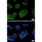 FOXO1 Rabbit mAb ABZ2211
