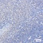 FOXO1 Rabbit mAb ABZ2211
