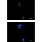 HspA14 Rabbit mAb ABZ2212