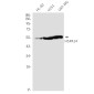 HspA14 Rabbit mAb ABZ2212