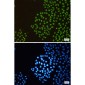 RBBP4 Rabbit mAb ABZ2213