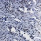 RBBP4 Rabbit mAb ABZ2213
