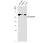LGALS3BP Rabbit mAb ABZ2215