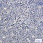 SF2 Rabbit mAb ABZ2218