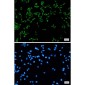 FMRP Rabbit mAb ABZ2228