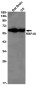 RBPJK Rabbit mAb ABZ2231