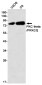 PKC theta Rabbit mAb ABZ2243