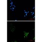 Caveolin-1 Rabbit mAb ABZ2254