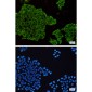 MEK1/2 Rabbit mAb ABZ2257