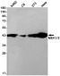 MEK1/2 Rabbit mAb ABZ2257