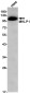 MKLP1 Rabbit mAb ABZ2259