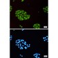 Fragilis Rabbit mAb ABZ2266