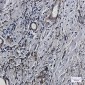 Fragilis Rabbit mAb ABZ2266