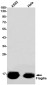 Fragilis Rabbit mAb ABZ2266