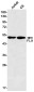 FLI1 Rabbit mAb ABZ2267