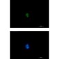 RUNX1/2/3 Rabbit mAb ABZ2268