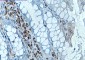 RUNX1/2/3 Rabbit mAb ABZ2268