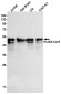 RUNX1/2/3 Rabbit mAb ABZ2268